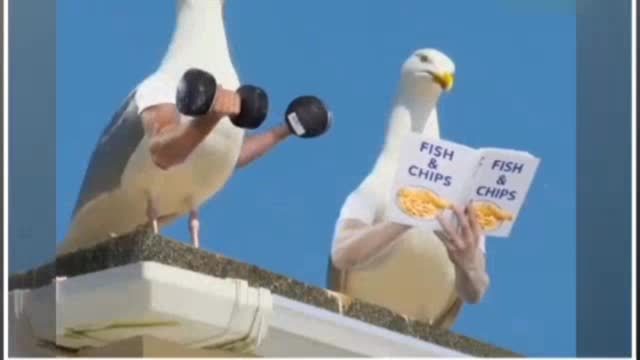 Watch the fun if hands are given to birds.