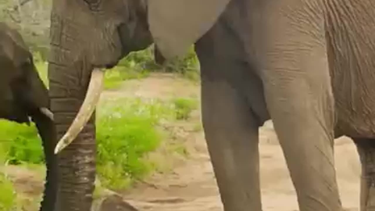 Funny video elephant kids enjoy babys like and follow request me