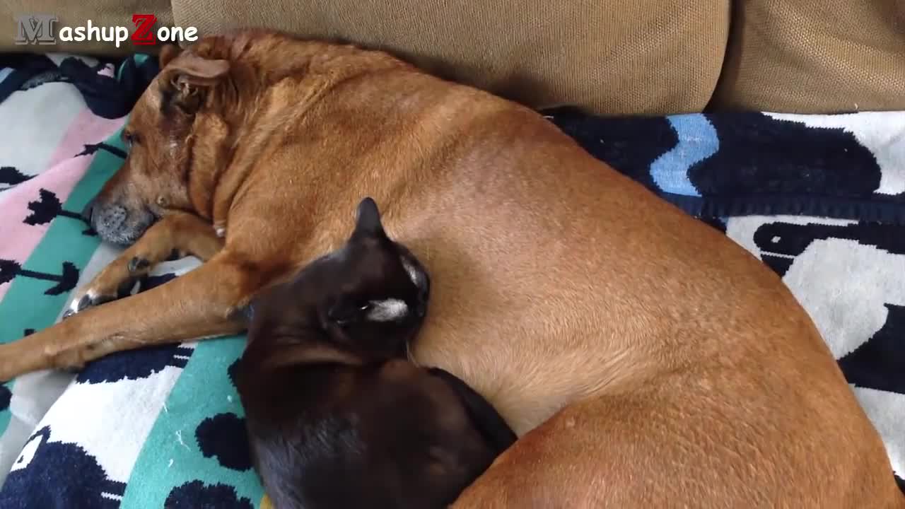 Funny Cat's and Dog's Sleeping Together - A Cute Animals Videos Compilation-2022