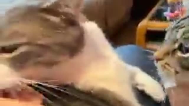 Cat funny moments 🐱 it time to laugh 😂😂