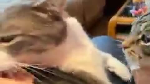 Cat funny moments 🐱 it time to laugh 😂😂