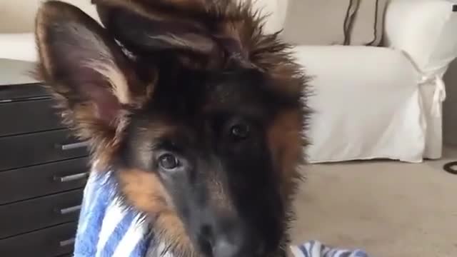 Check this dog very funny.