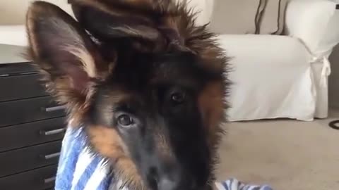 Check this dog very funny.