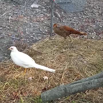 Red, peach golden, and lady Amherst pheasant