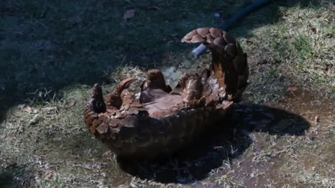 Struggling Pangolin