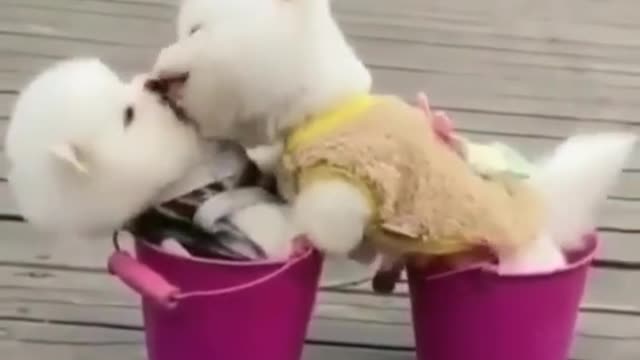 Funny puppy Animal Videos 2022 - Funniest Cats And Dogs Videos.