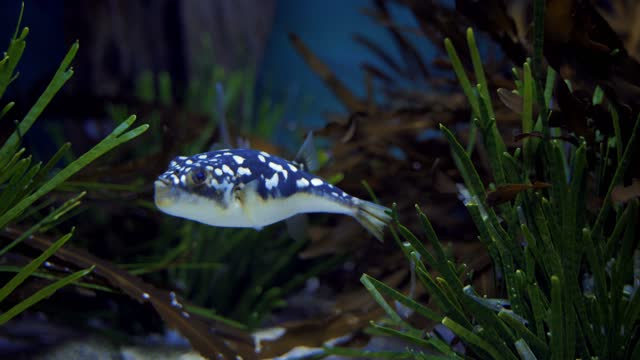 beautiful fish 2