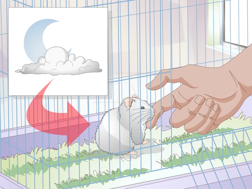 How To Get A Hamster To Sleep