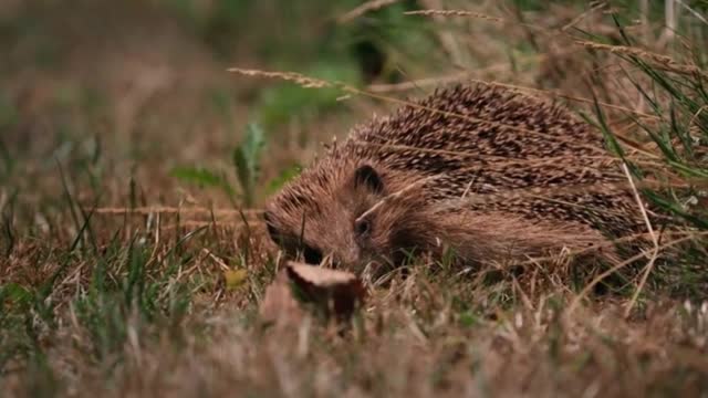 A time when animals rest in harmony