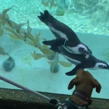 Penguins amazingly interact with curious dog at aquarium