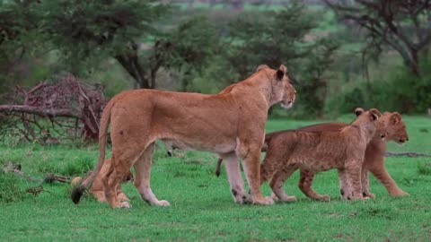 The Lions in African Wildlife||Wildlife in the World