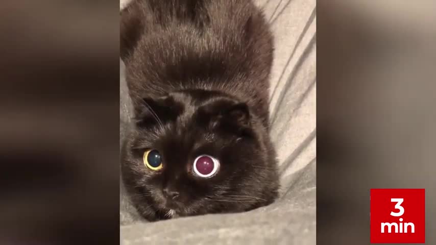 3 min of Funny Animals Compilation Best ever