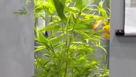 Aquarium part 7 #aquarium #aquariumfish #shortvideo