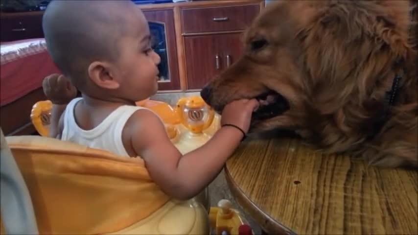 8 month baby playing with a golden retriever.... daring yuvin