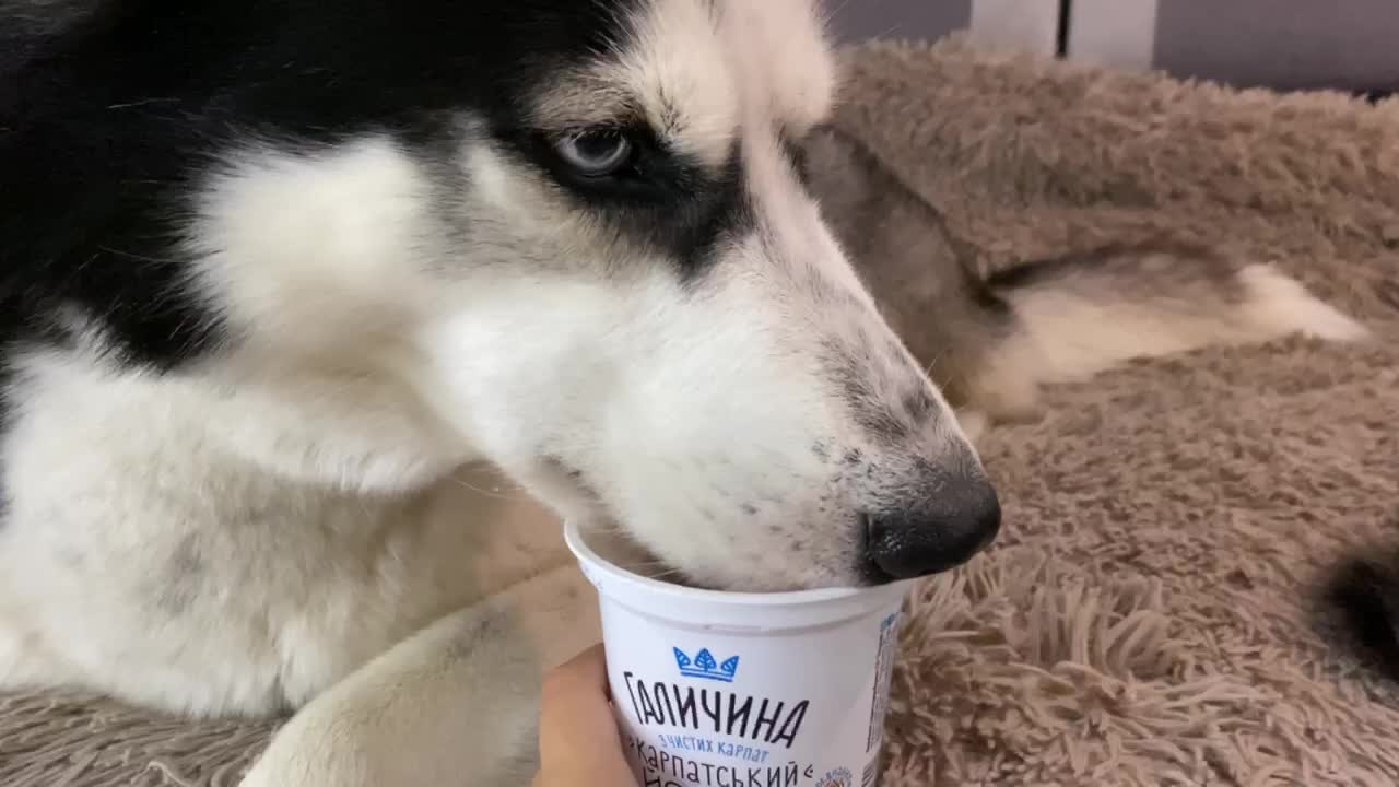 ASMR. husky eating