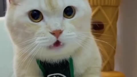 Wow Cat prank videos funny animals 😆😂