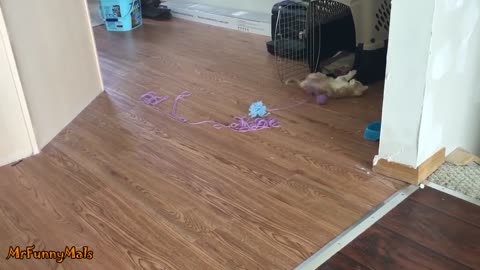 Cats Playing Ball Of Yarn