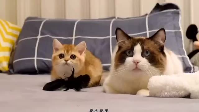 Baby Cats - Cute and Funny Cat Videos Compilation &6 || Cutest Kitten