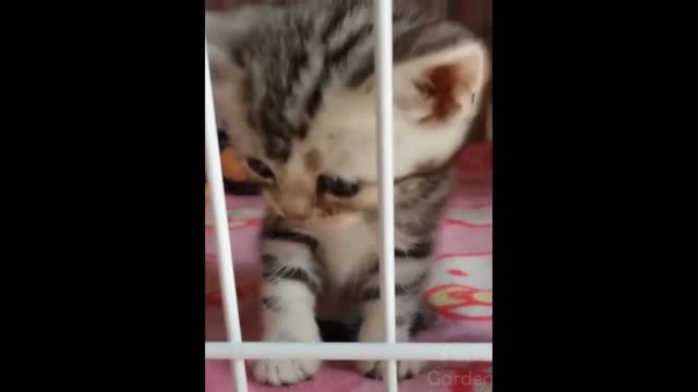 super fun videos of cute dogs and cats - love pets