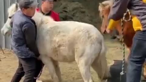 Best wild horses Mare revolutionizing young foals future stallions Horses 55