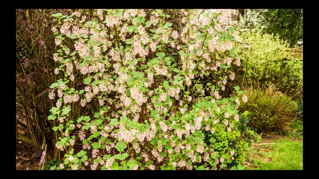 Springtime flowers from Christianson’s nursery