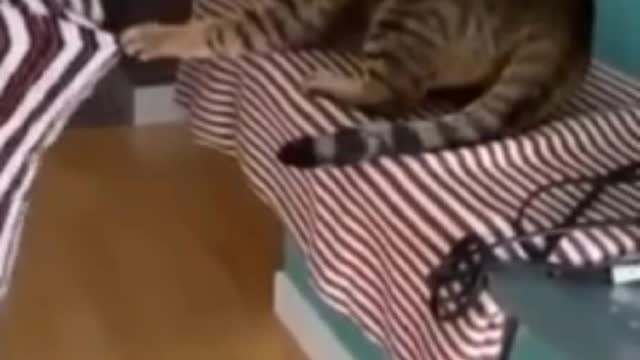 Funny cat and owner video.