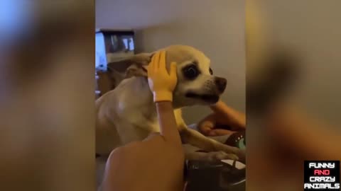 ANGRY ANIMALS | Funny Cats And Dogs Of TikTok