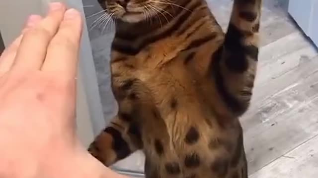 funny and fun animals