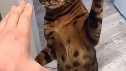 funny and fun animals