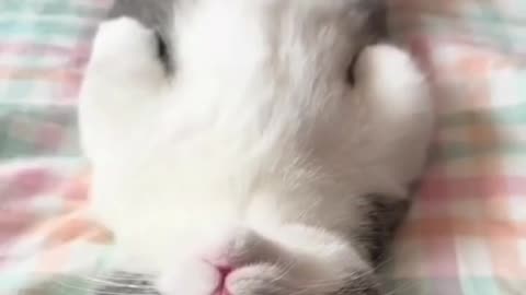 cute kitten, cute little hands 4K#shorts #funnyvideo #cute #cat#petlover