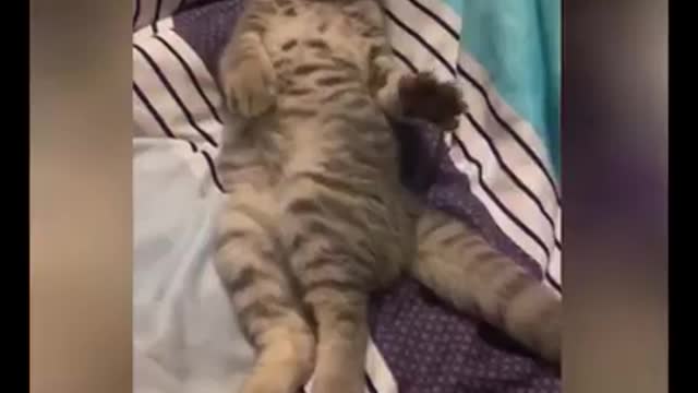 Naughty cat fun
