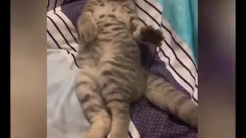 Naughty cat fun