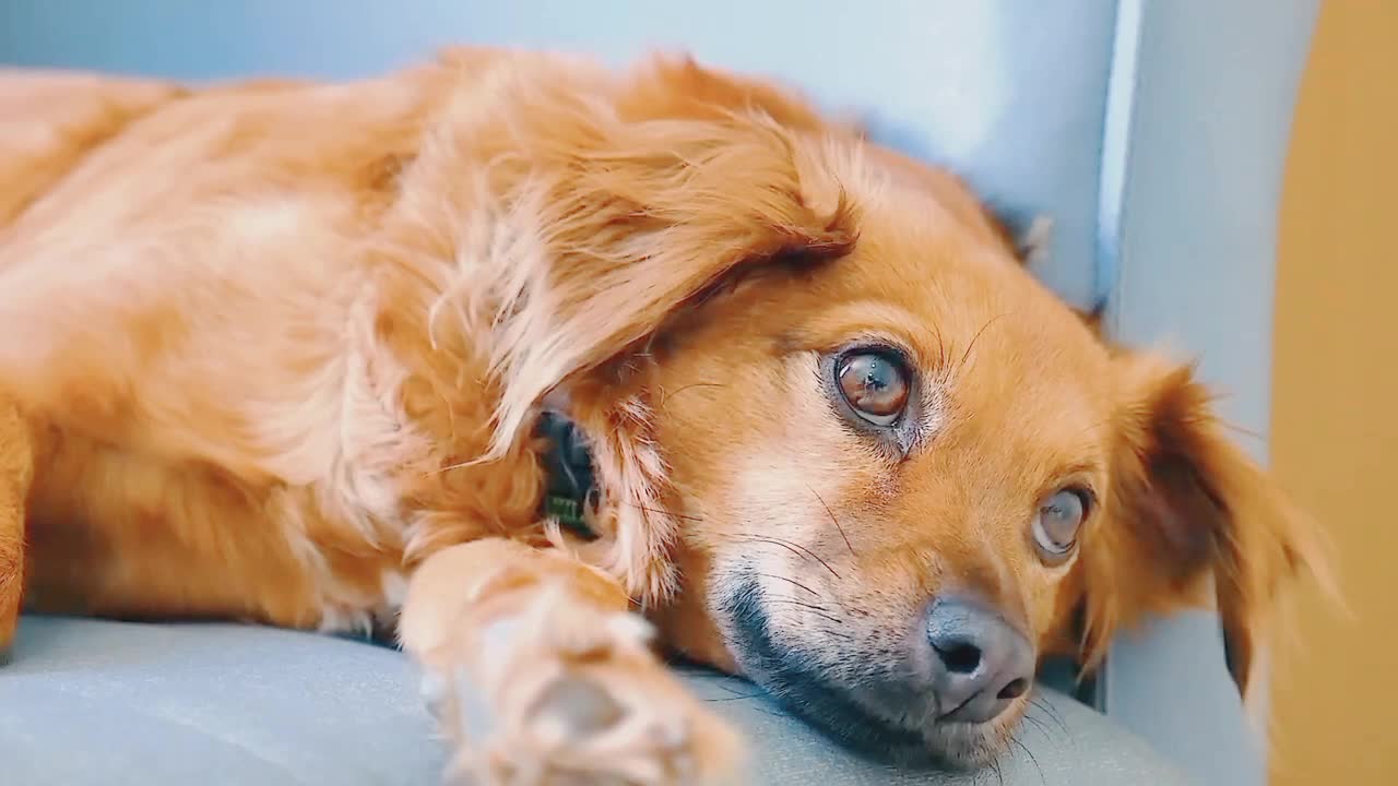 Cutest dog in the world.