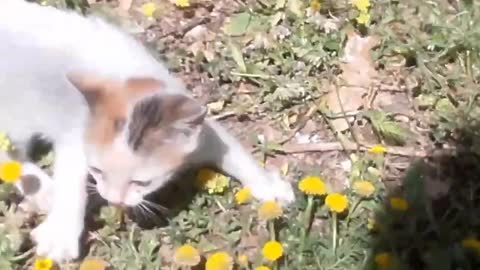 chat🐱 🐱🐈 cat 🐈🐱 🐱1