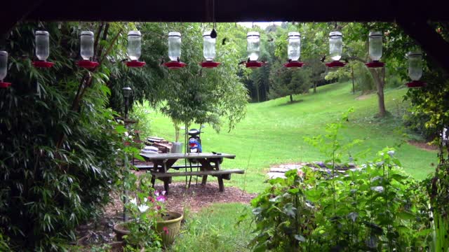 Hummingbird Feeder Frenzy