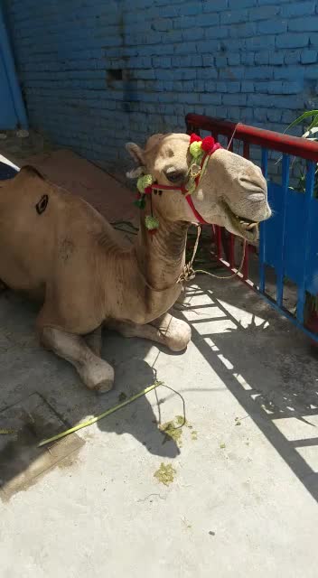 Beautiful Camel relaxing