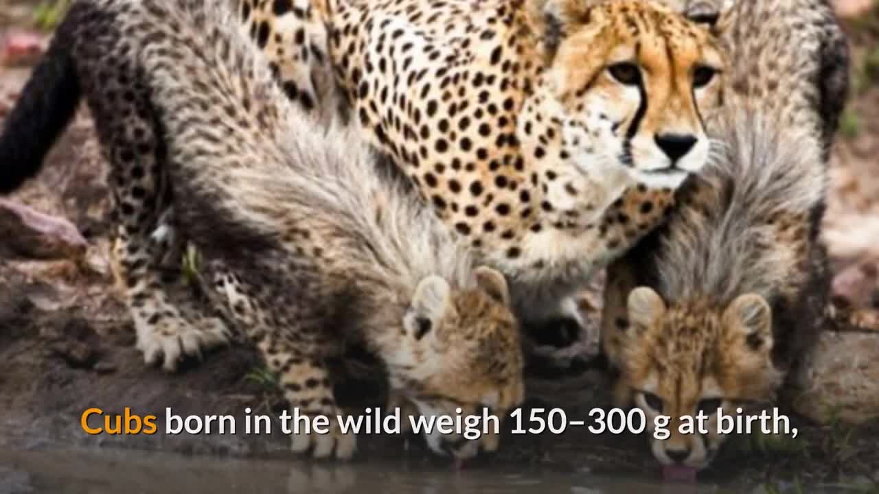 Cheetah || Description, Characteristics and Facts!