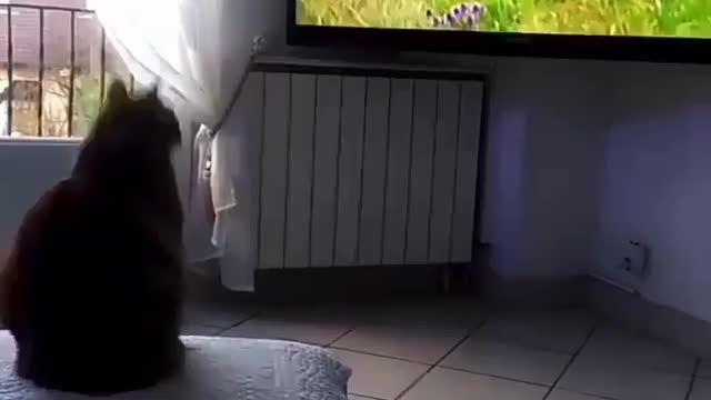 Funny cat 🐱😅 | funny cat reaction compilation