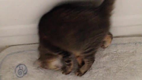 A Funny Kitten -