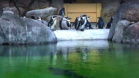 African Penguins