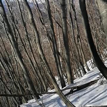 Deep into the forest in Europe