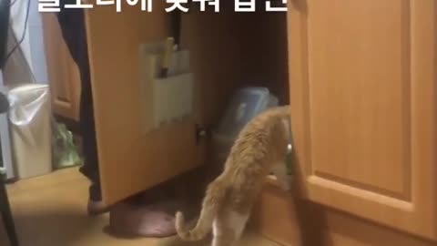 This cat moving like poppin dance