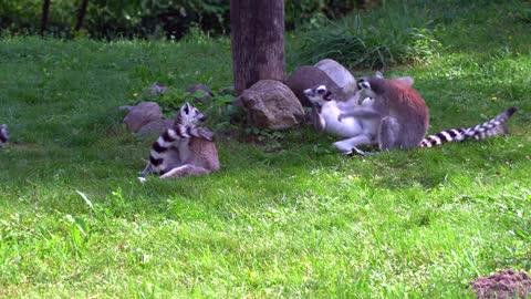 Group Of Albino ferret Plays Over In Forest