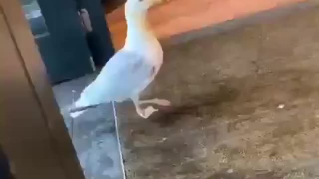 Seagull sneak in store to steal to steal bag of chips