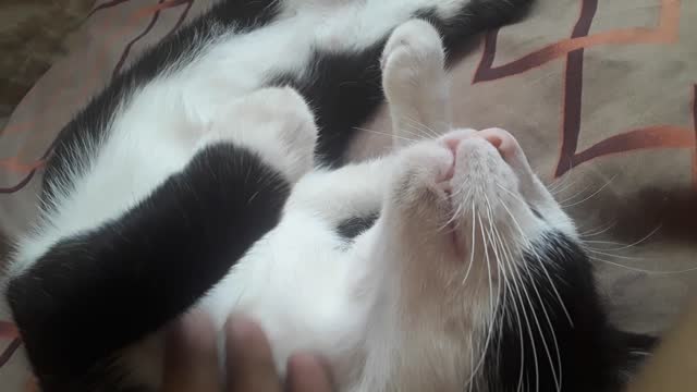 Cat stretches and rolls over while being caressed