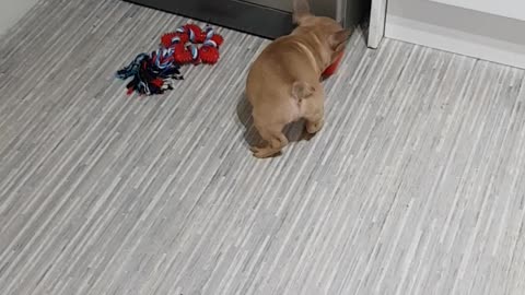 French bulldog puppy plays/chews/hides anything he can find