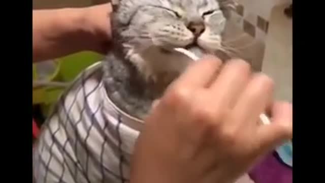 funny cats-3