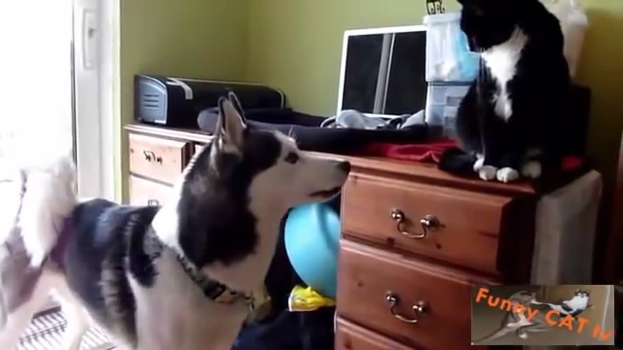 Cats and Dogs Meeting Each other For The First Time