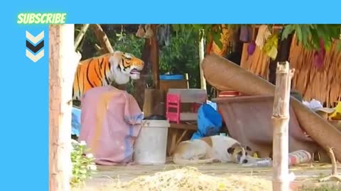 trolling poor dog so funny