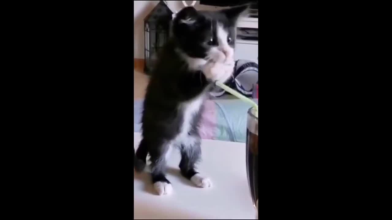 AWW SO FUNNY Dog and Cat Funny Video | dog cat compilation